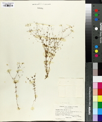 Linanthus filipes image
