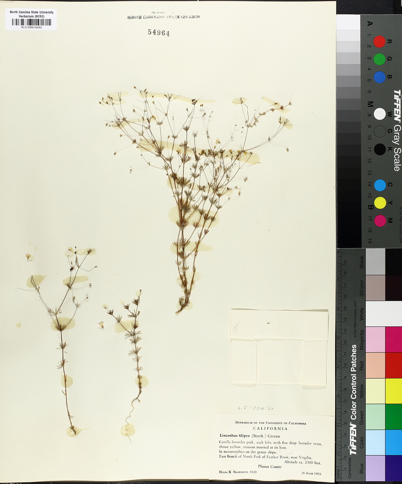 Linanthus filipes image