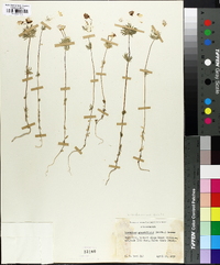 Linanthus grandiflorus image