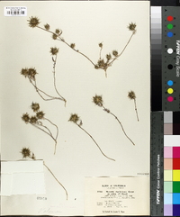 Navarretia nigelliformis image