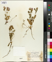 Polemonium pulcherrimum subsp. delicatum image