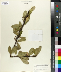 Sideroxylon lanuginosum subsp. lanuginosum image