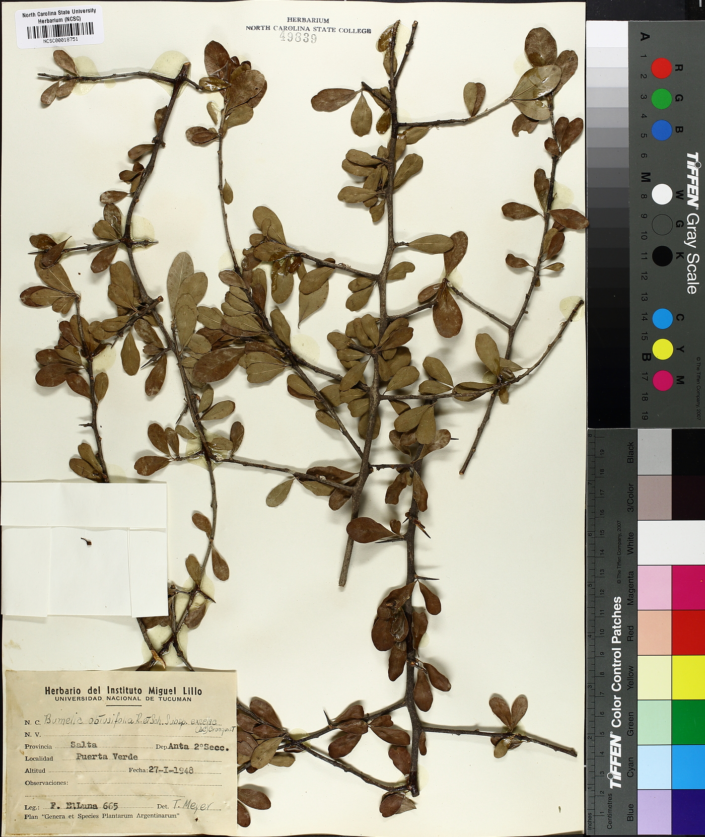 Sideroxylon obtusifolium subsp. obtusifolium image