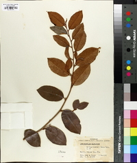 Chrysophyllum oliviforme image
