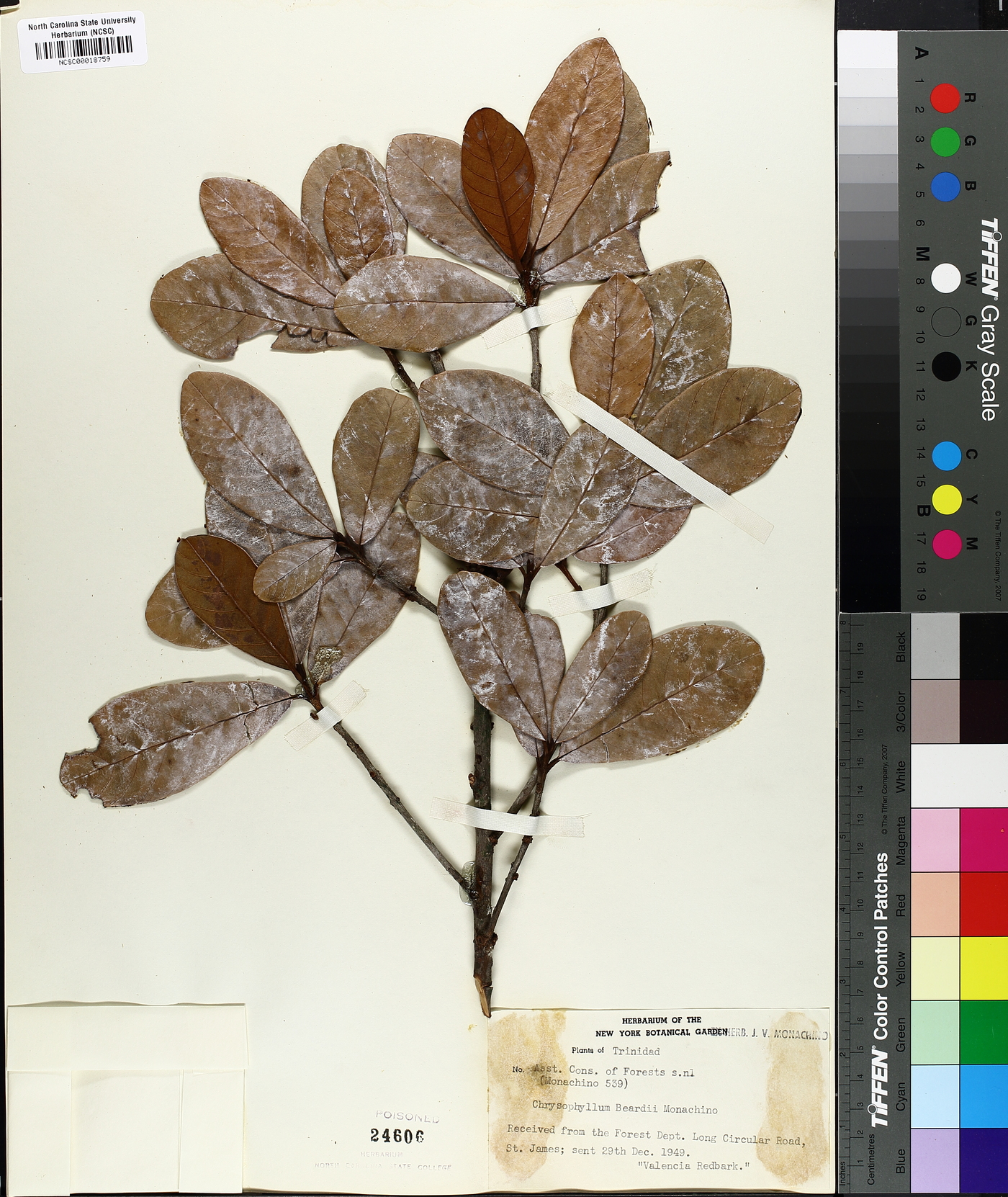 Chrysophyllum beardii image