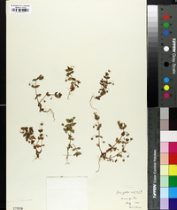 Lysimachia arvensis image