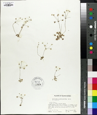 Androsace saxifragaefolia image