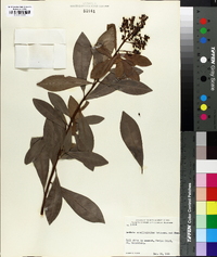 Ardisia escallonioides image