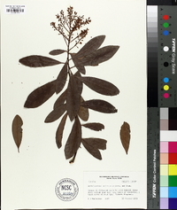 Ardisia escallonioides image