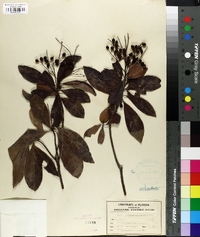 Icacorea paniculata image