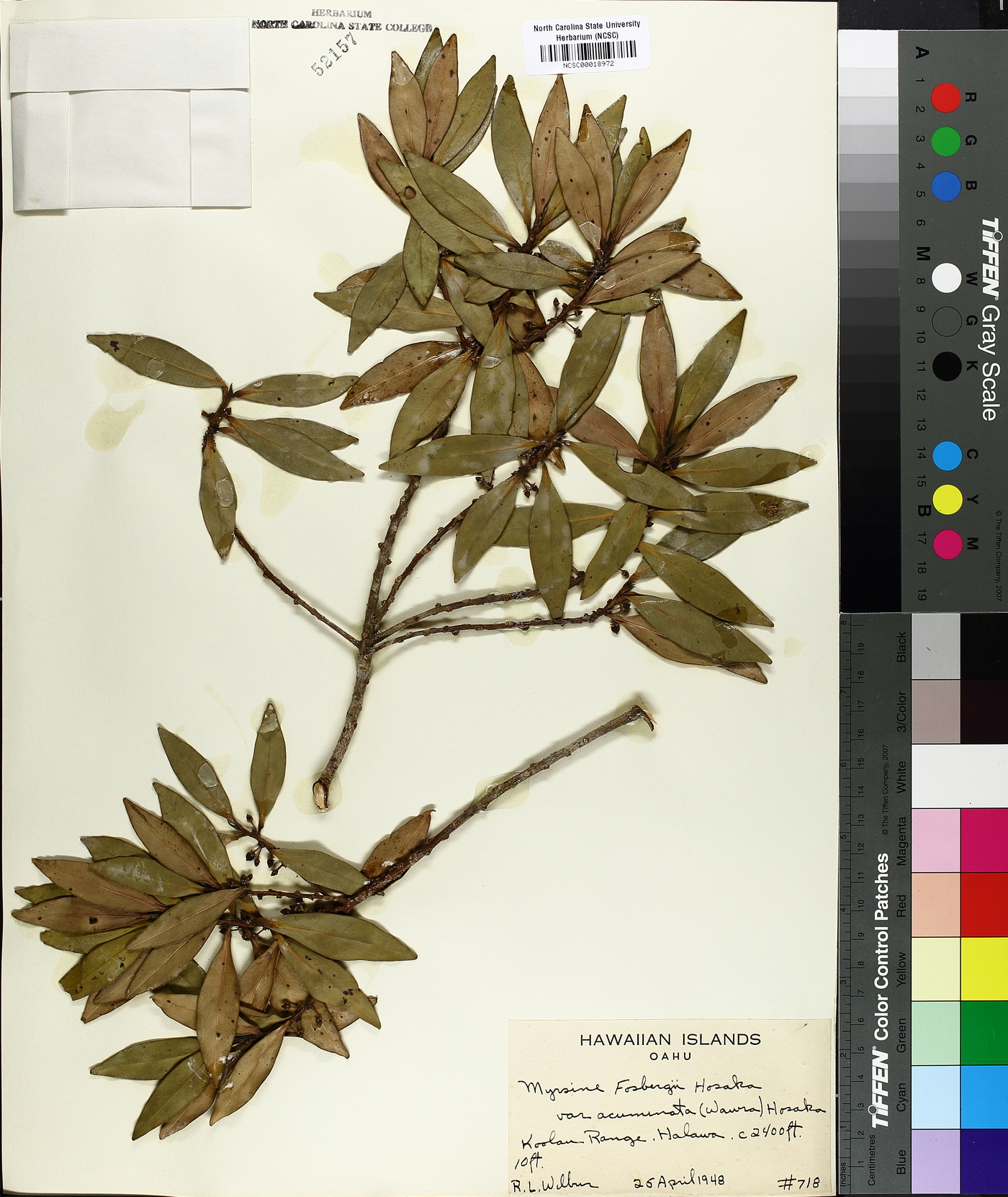Myrsine fosbergii image