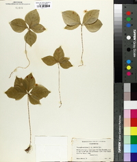 Trientalis borealis subsp. latifolia image