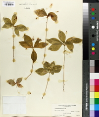 Trientalis latifolia image