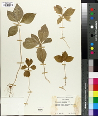 Trientalis latifolia image