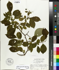 Symplocos paniculata image