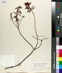 Rhododendron groenlandicum image