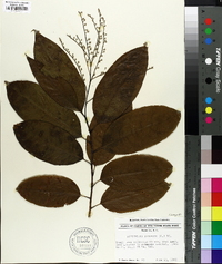 Oxydendrum arboreum image