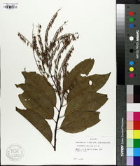 Oxydendrum arboreum image