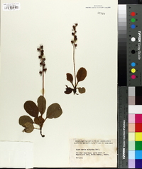 Pyrola elliptica image