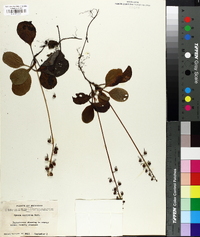 Pyrola elliptica image