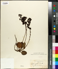 Pyrola picta image