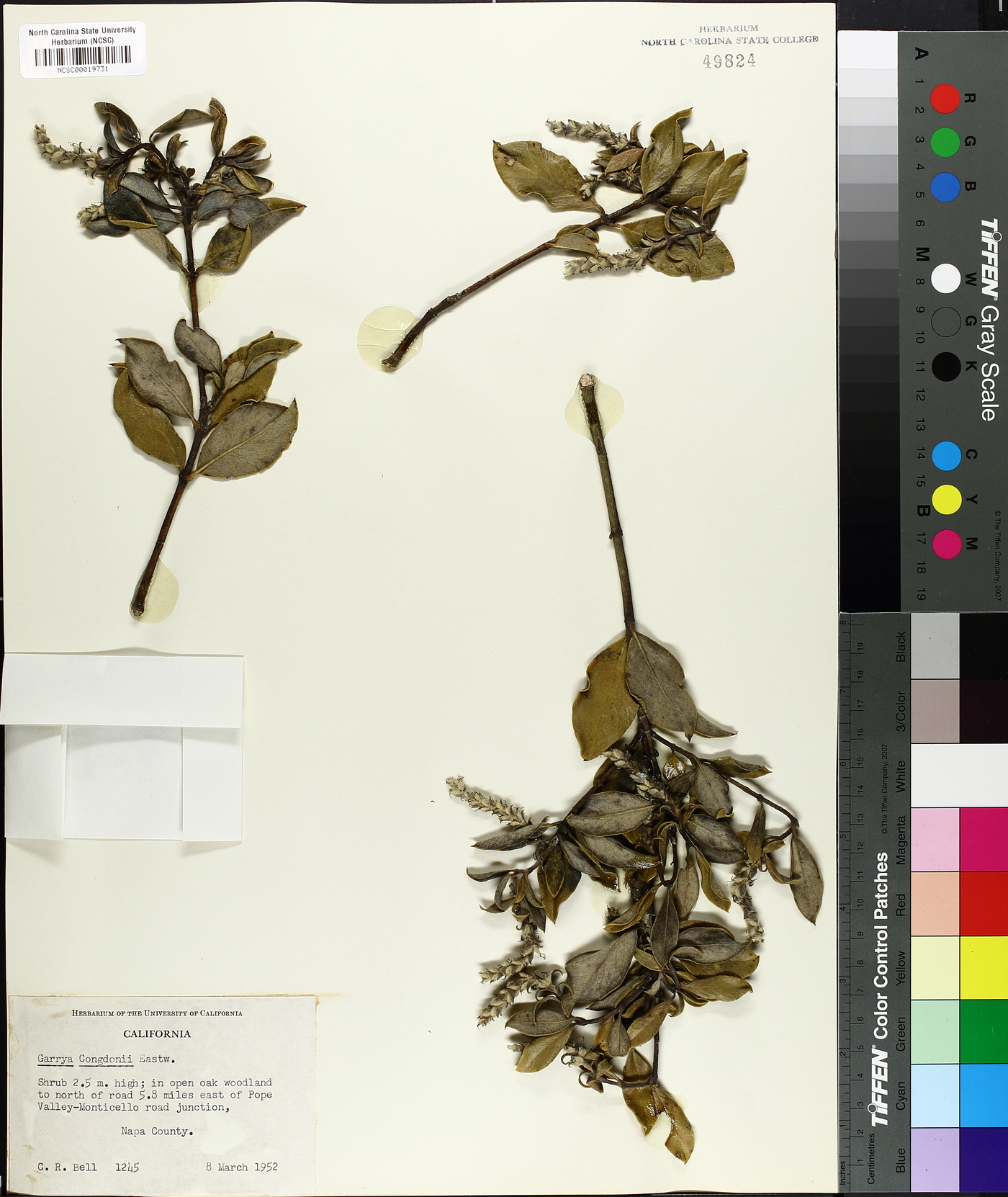 Garrya congdonii image