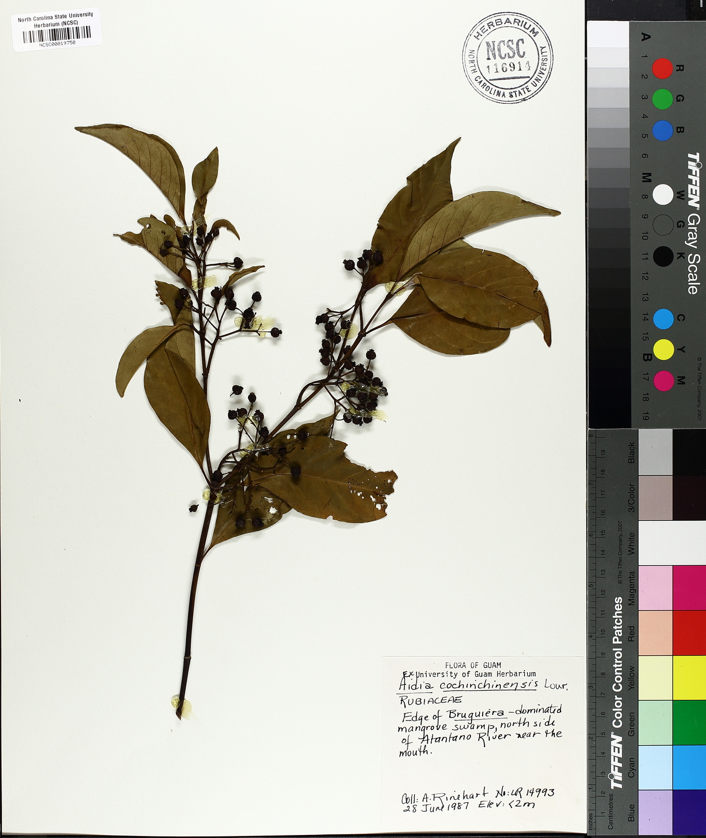 Aidia cochinchinensis image