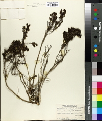 Arcytophyllum thymifolium image