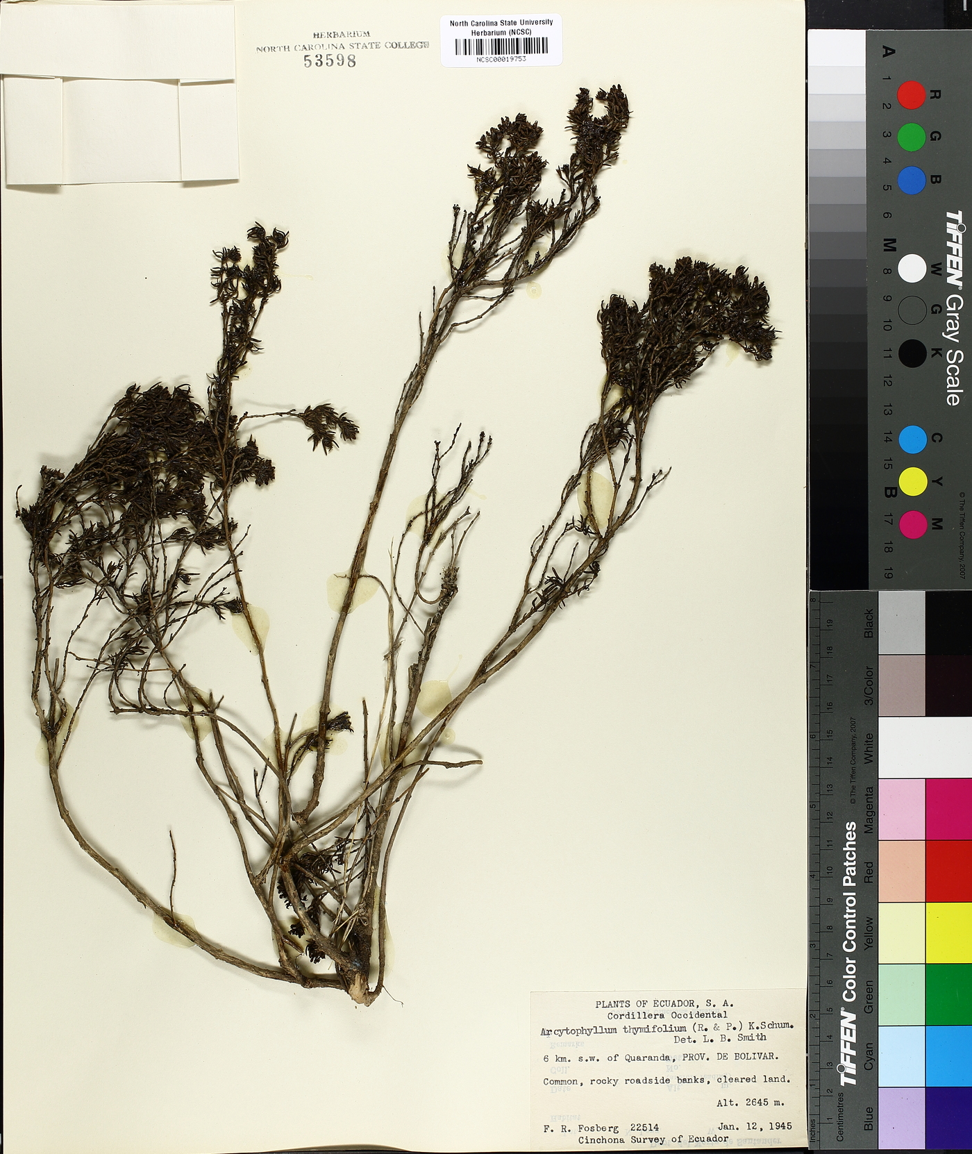 Arcytophyllum thymifolium image