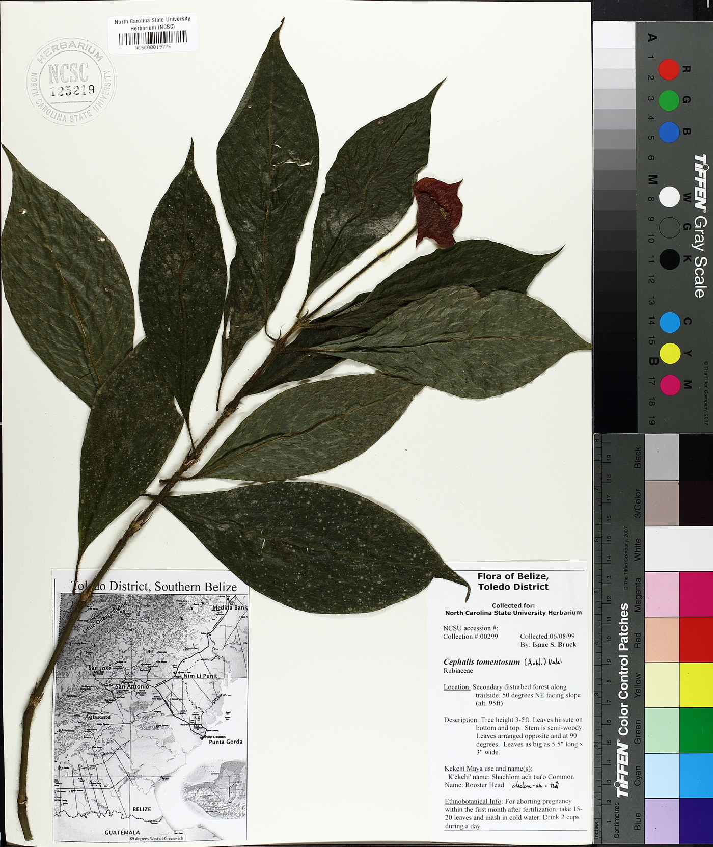 Psychotria poeppigiana image
