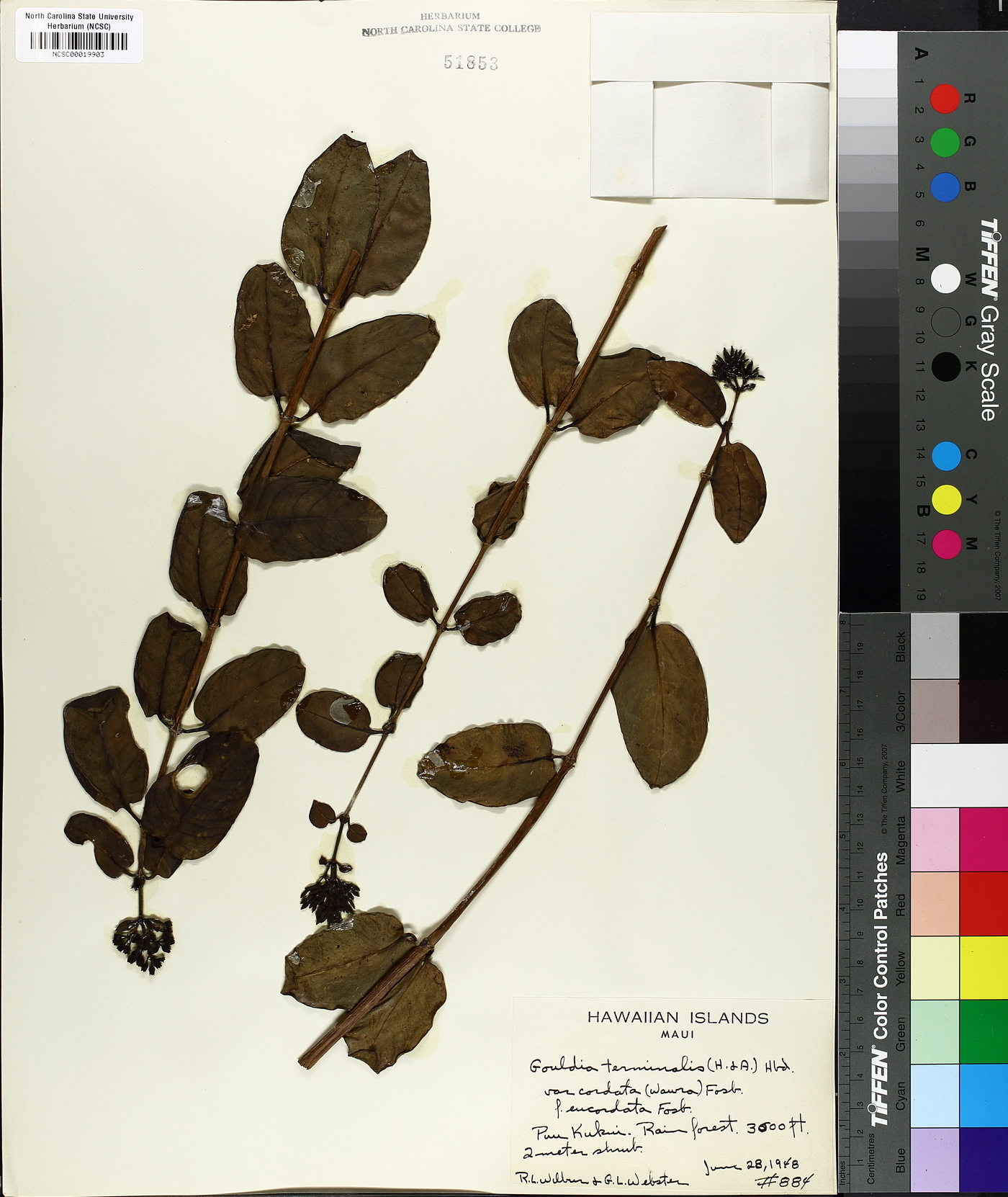 Gouldia terminalis image