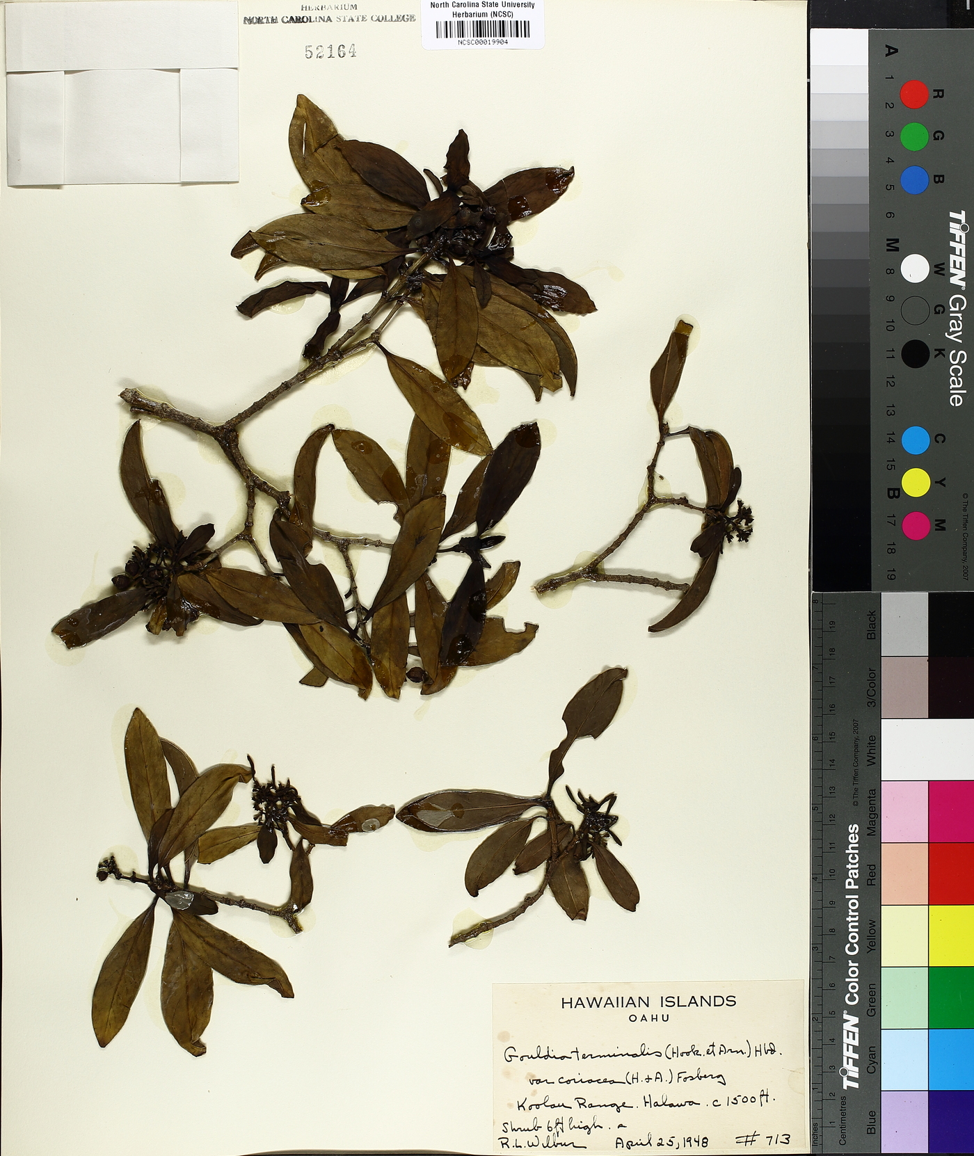 Gouldia terminalis var. coriacea image