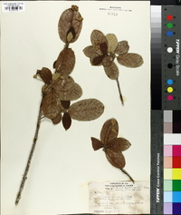 Guettarda scabra image