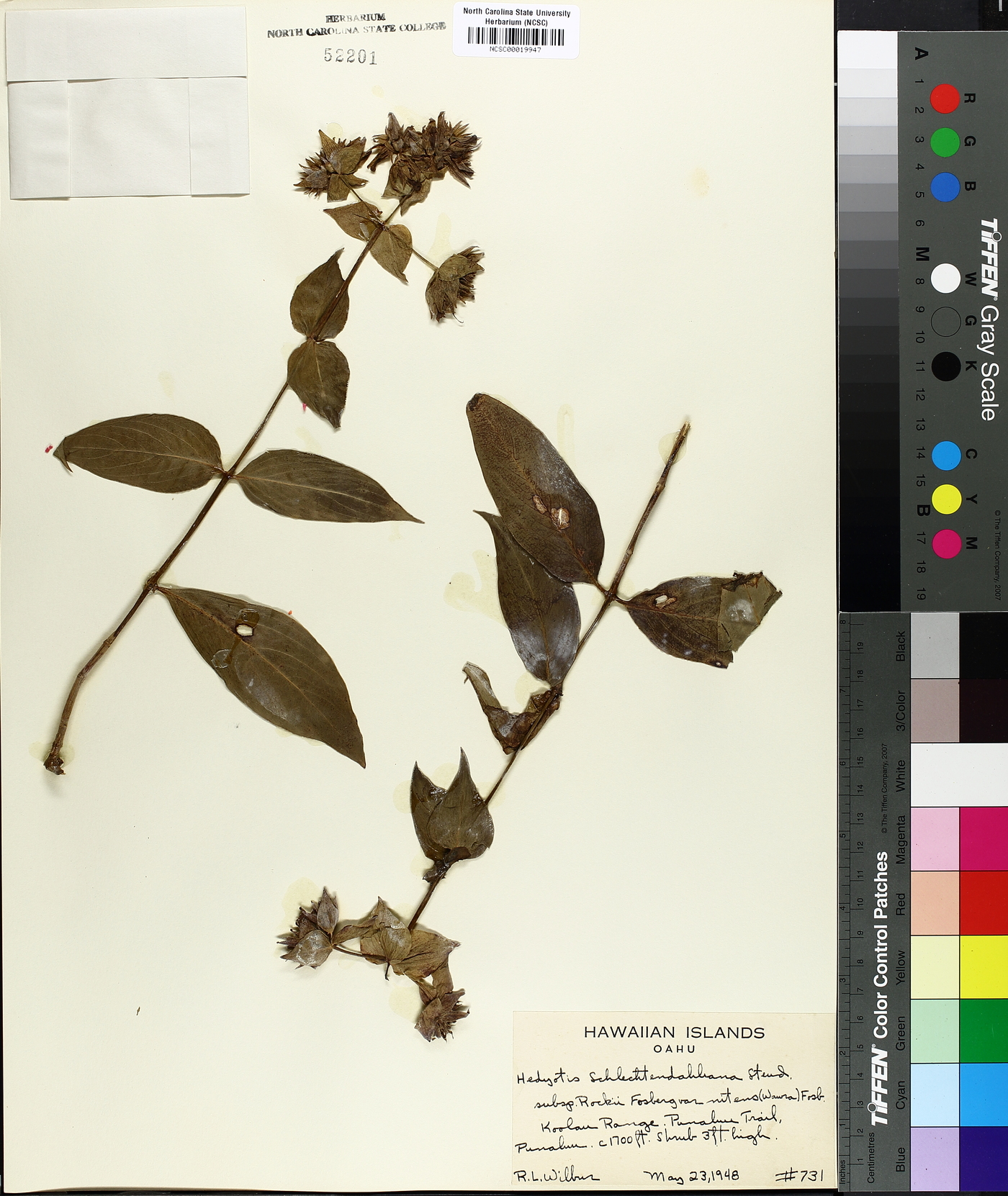 Kadua cordata subsp. cordata image