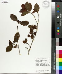 Ixora triantha image