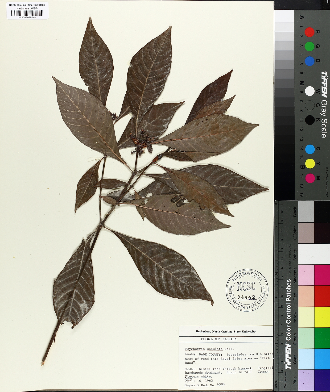 Psychotria undulata image
