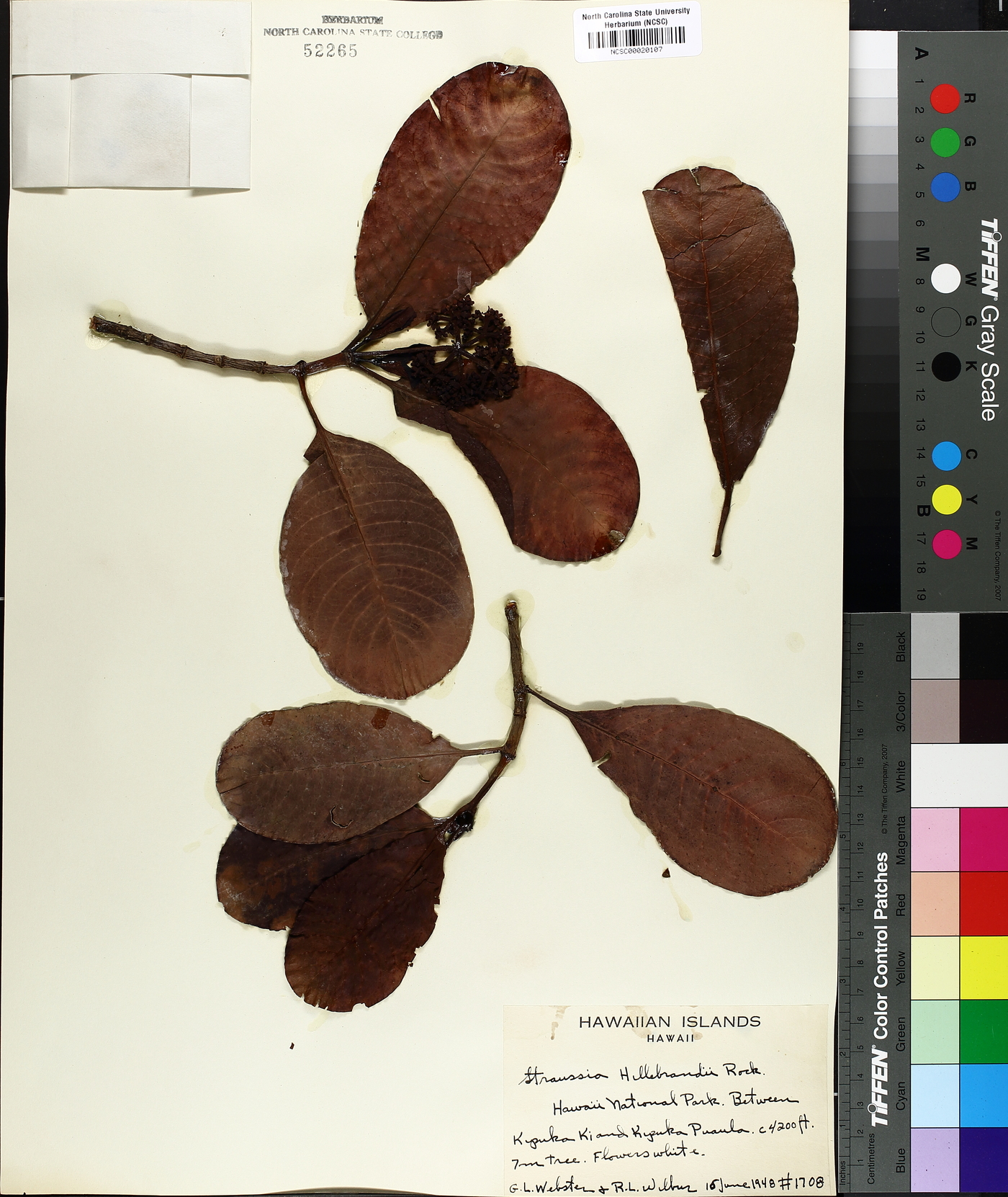 Psychotria hawaiiensis image