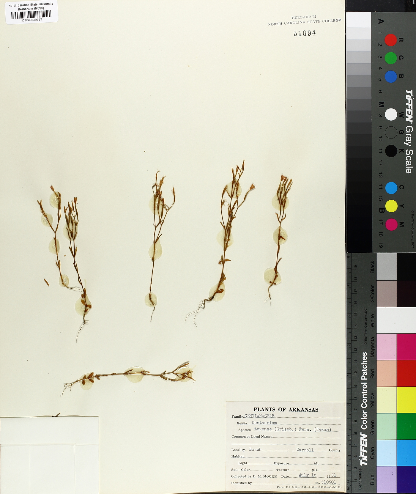 Zeltnera texensis image