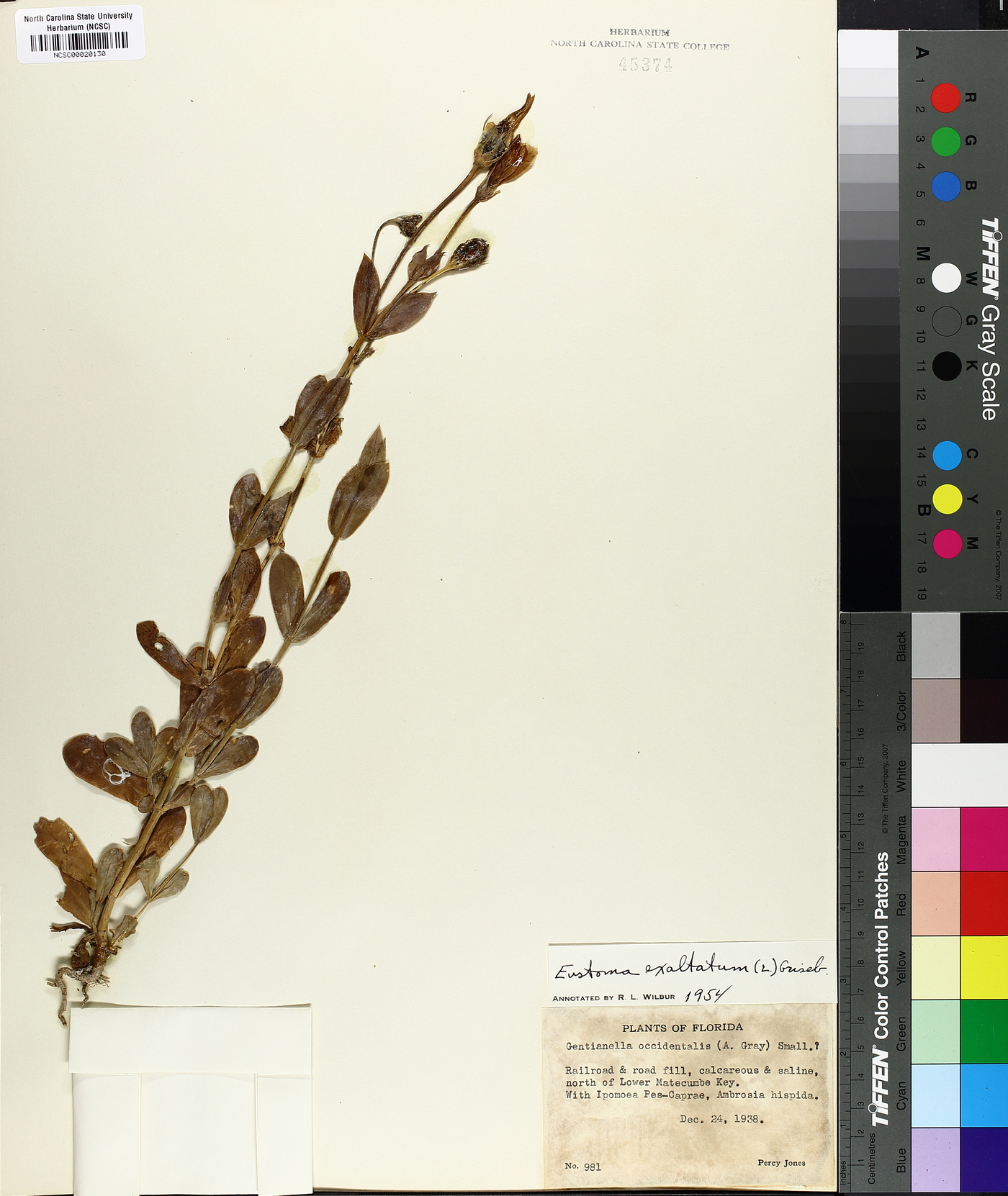 Gentianella occidentalis image