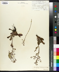 Saxifraga petiolaris image