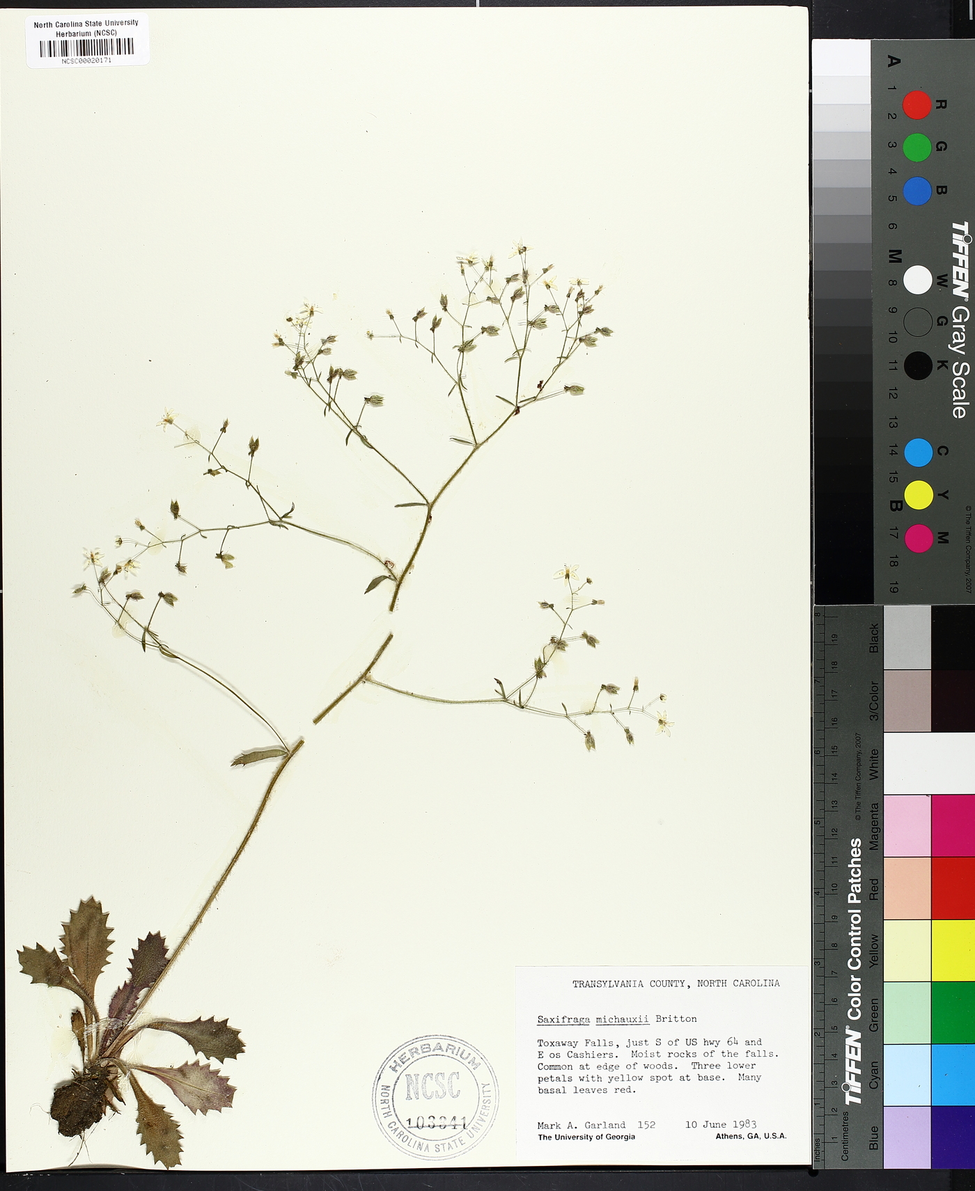 Saxifraga michauxii image