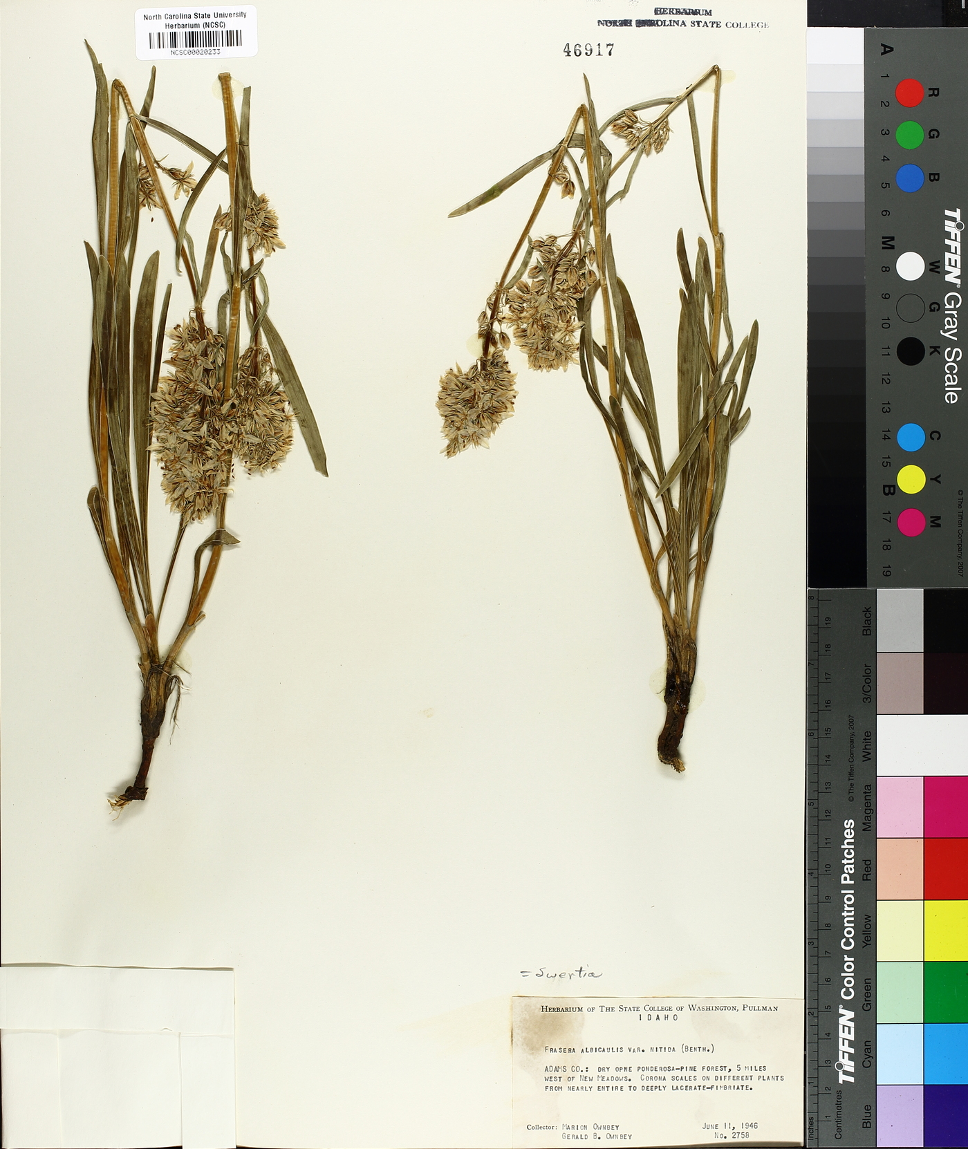 Frasera albicaulis var. nitida image