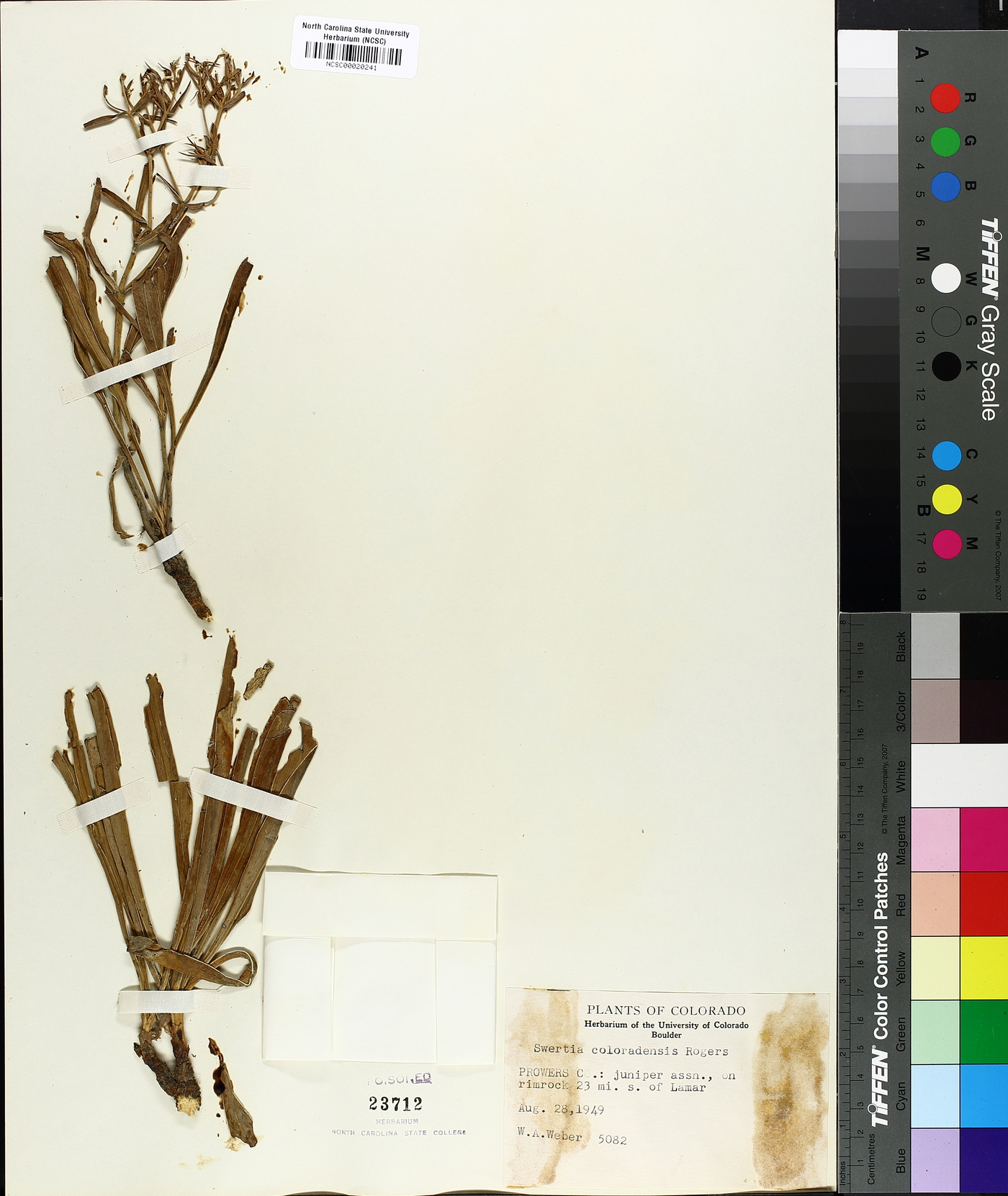 Swertia coloradensis image
