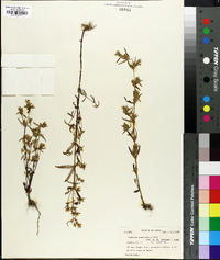 Swertia paniculata image