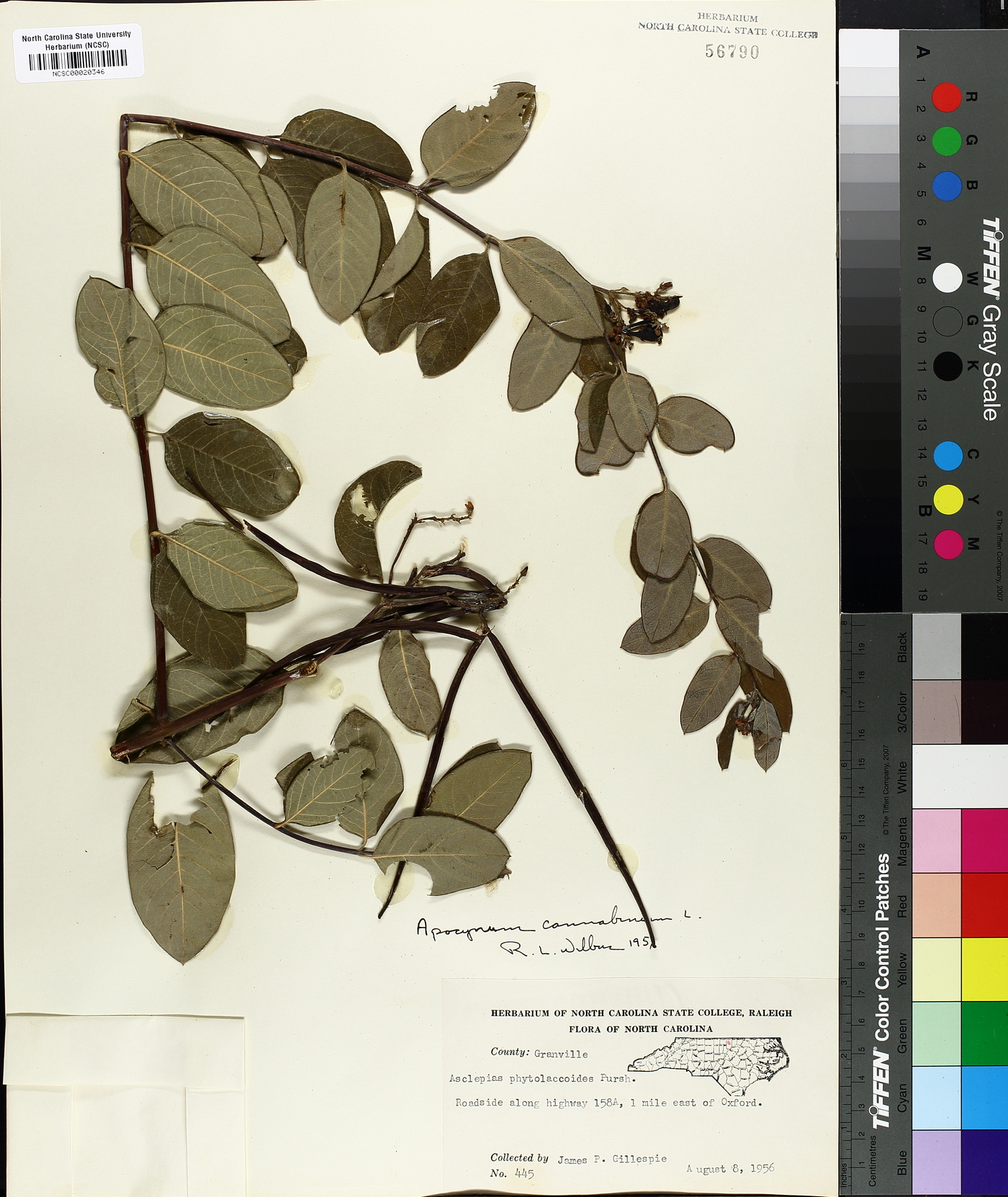 Asclepias phytolaccoides image