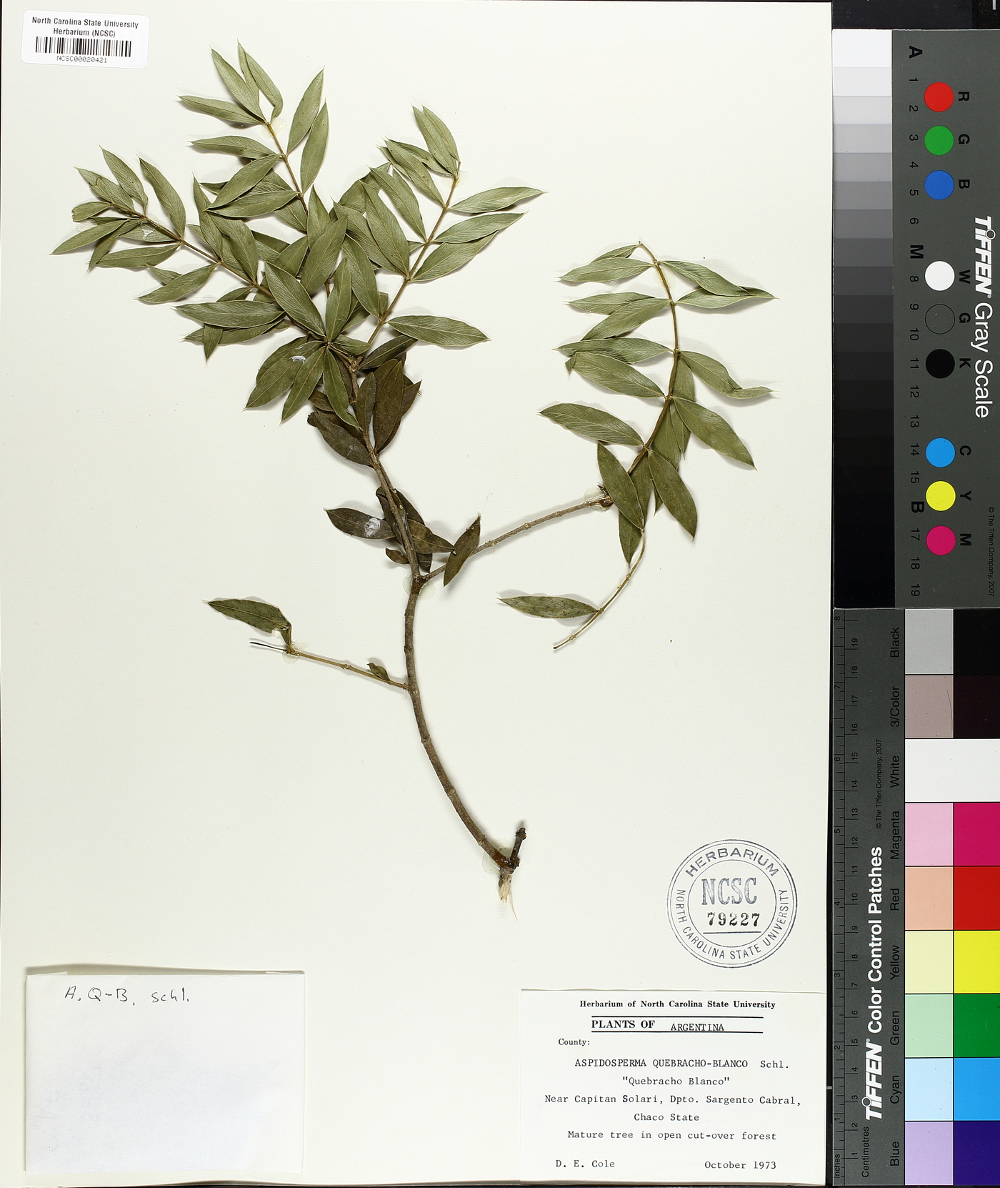Aspidosperma quebracho image