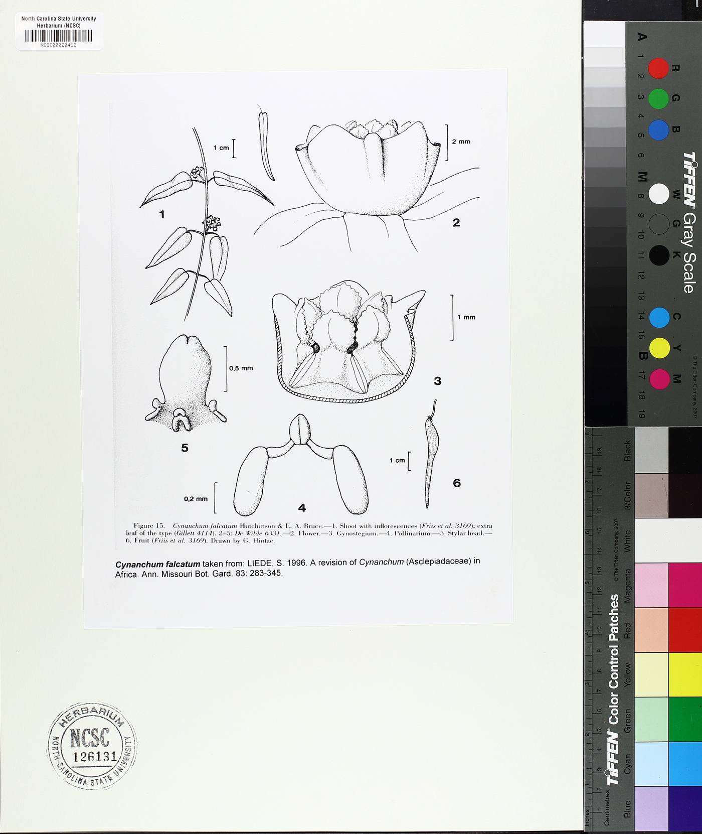 Cynanchum falcatum image