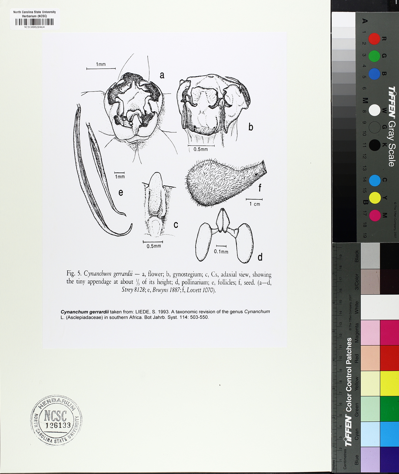 Cynanchum gerrardii image