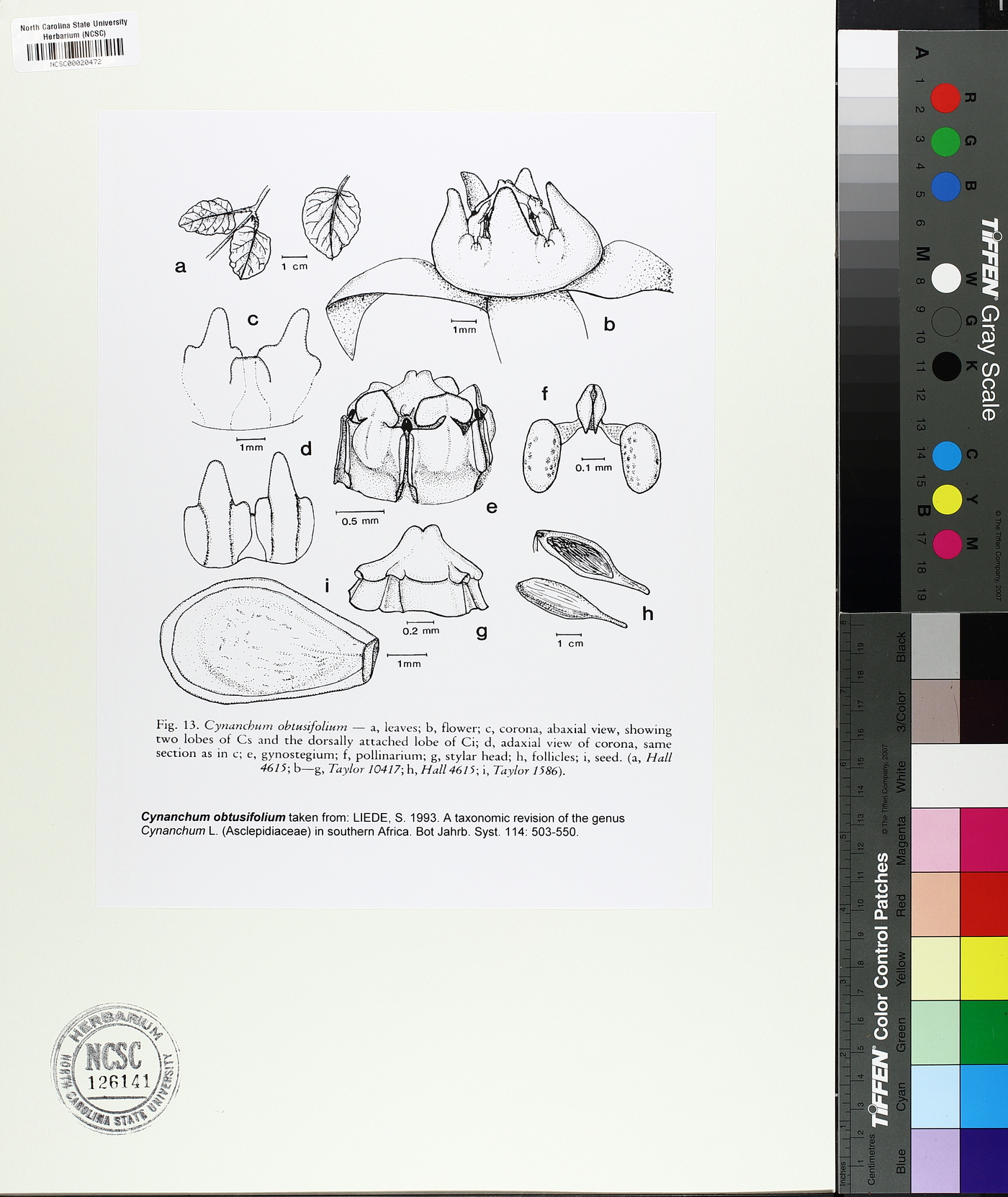 Cynanchum obtusifolium image