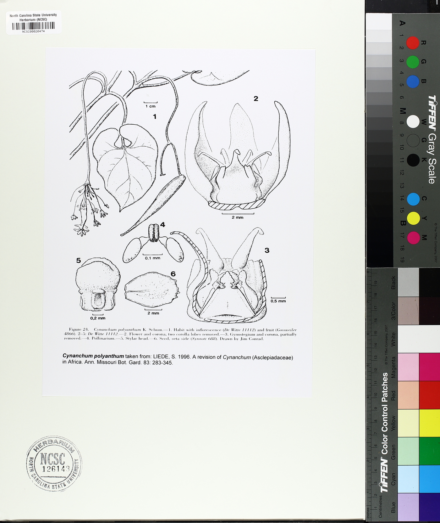 Cynanchum polyanthum image